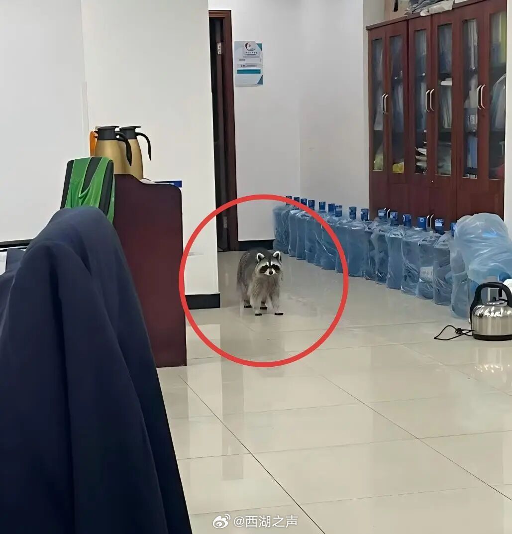 杭州一小区浣熊频越狱引管理争议，专家提醒异宠饲养风险