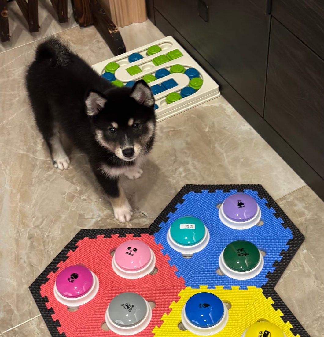 李雾展示宠物交流按钮，柯基P3引关注