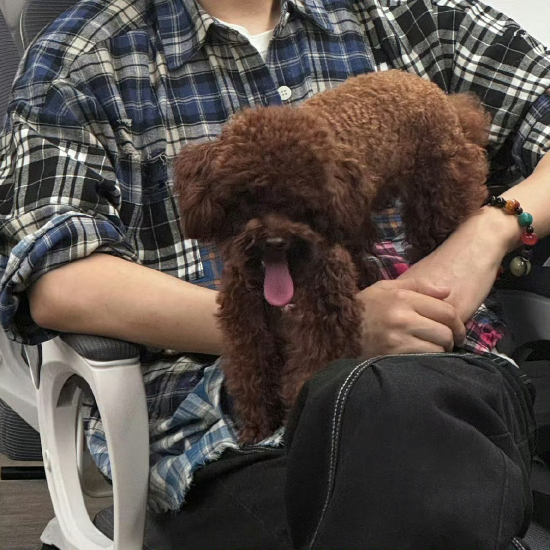 江衡晒狗引热议，李沛恩调侃谁更可爱