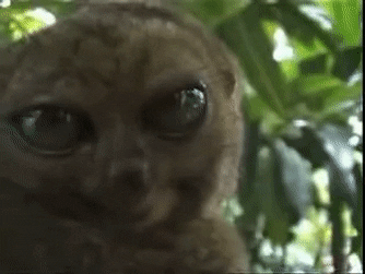 林青霞豪宅遭蟑螂入侵，自曝别墅生活困扰