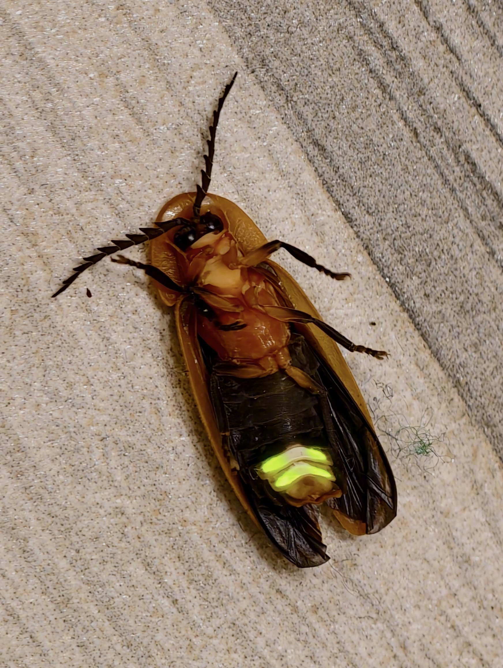 男子清晨发现窗萤栖居脚边