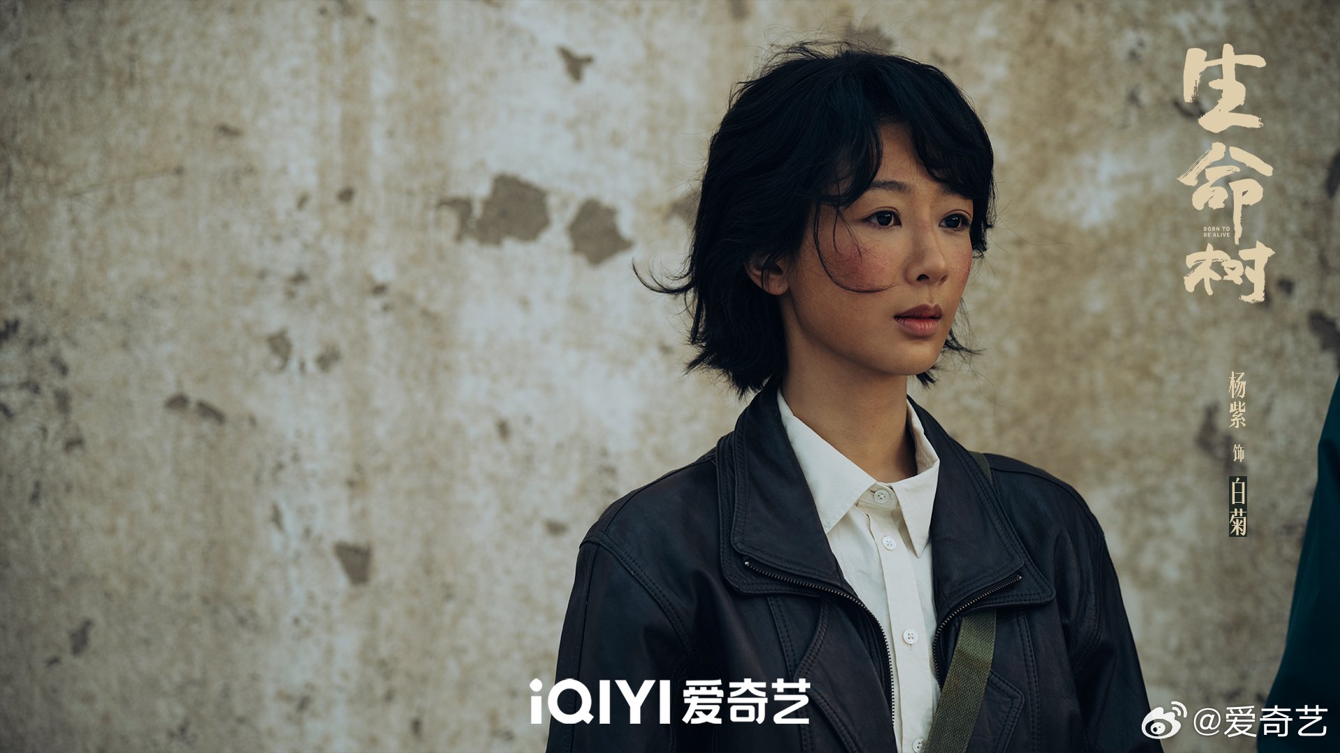 杨紫胡歌新剧生命树开播，每日19:30更新2集