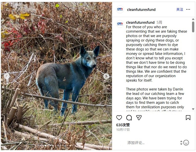 切尔诺贝利蓝毛流浪犬实为垃圾染色，专家澄清非辐射变异