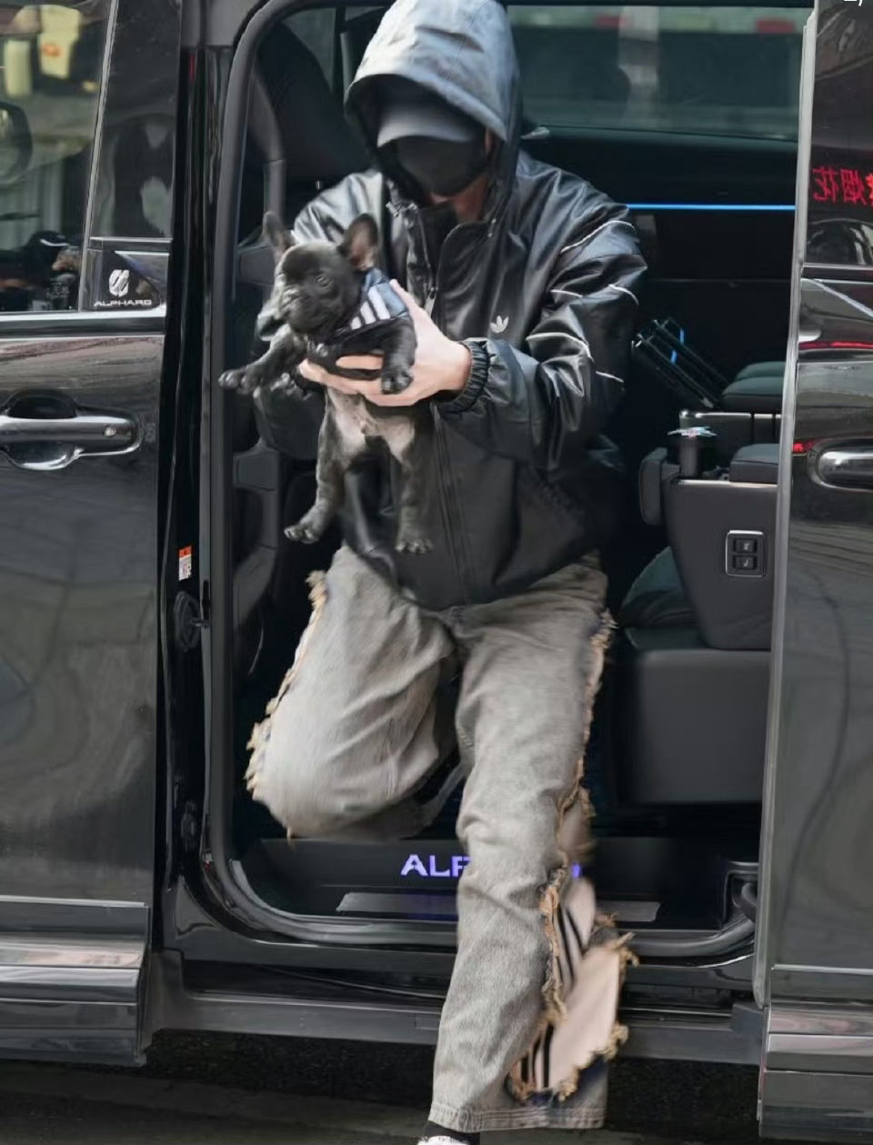 何与抱法斗犬上班画面温馨治愈