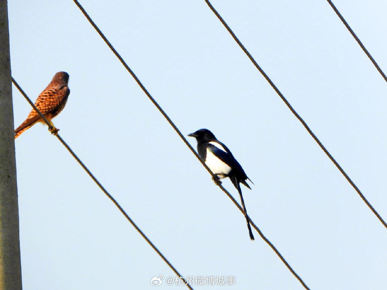 杭州阳陂湖现红隼喜鹊罕见同框，李现受邀观鸟