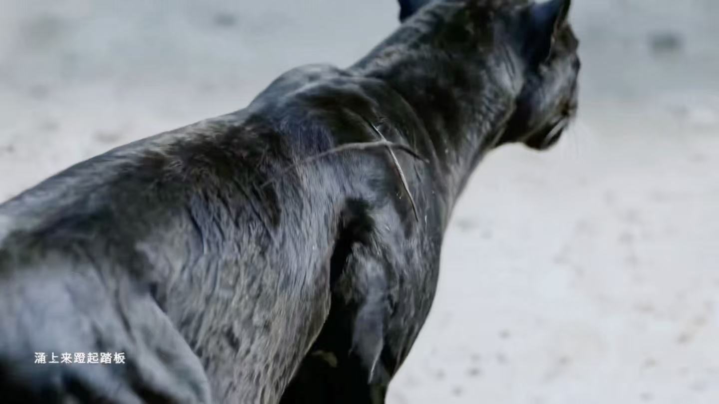 张真源黑豹塑造型曝光，全身勋章彰显胜利