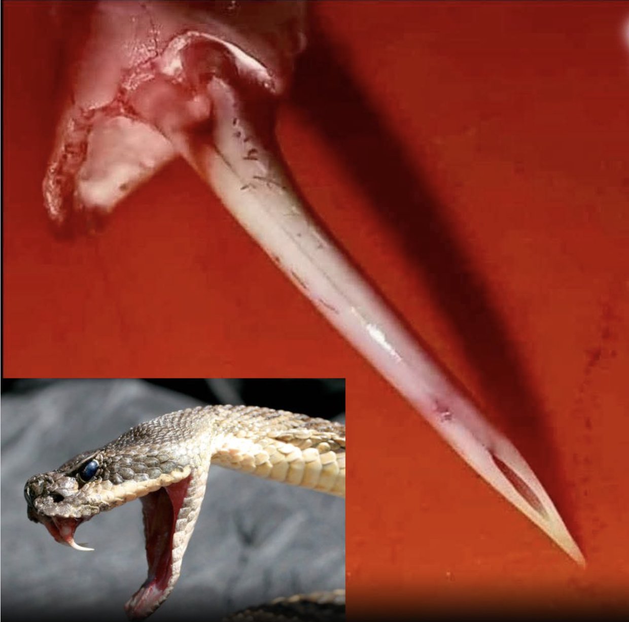 响尾蛇3厘米獠牙暗藏精密毒液注射系统