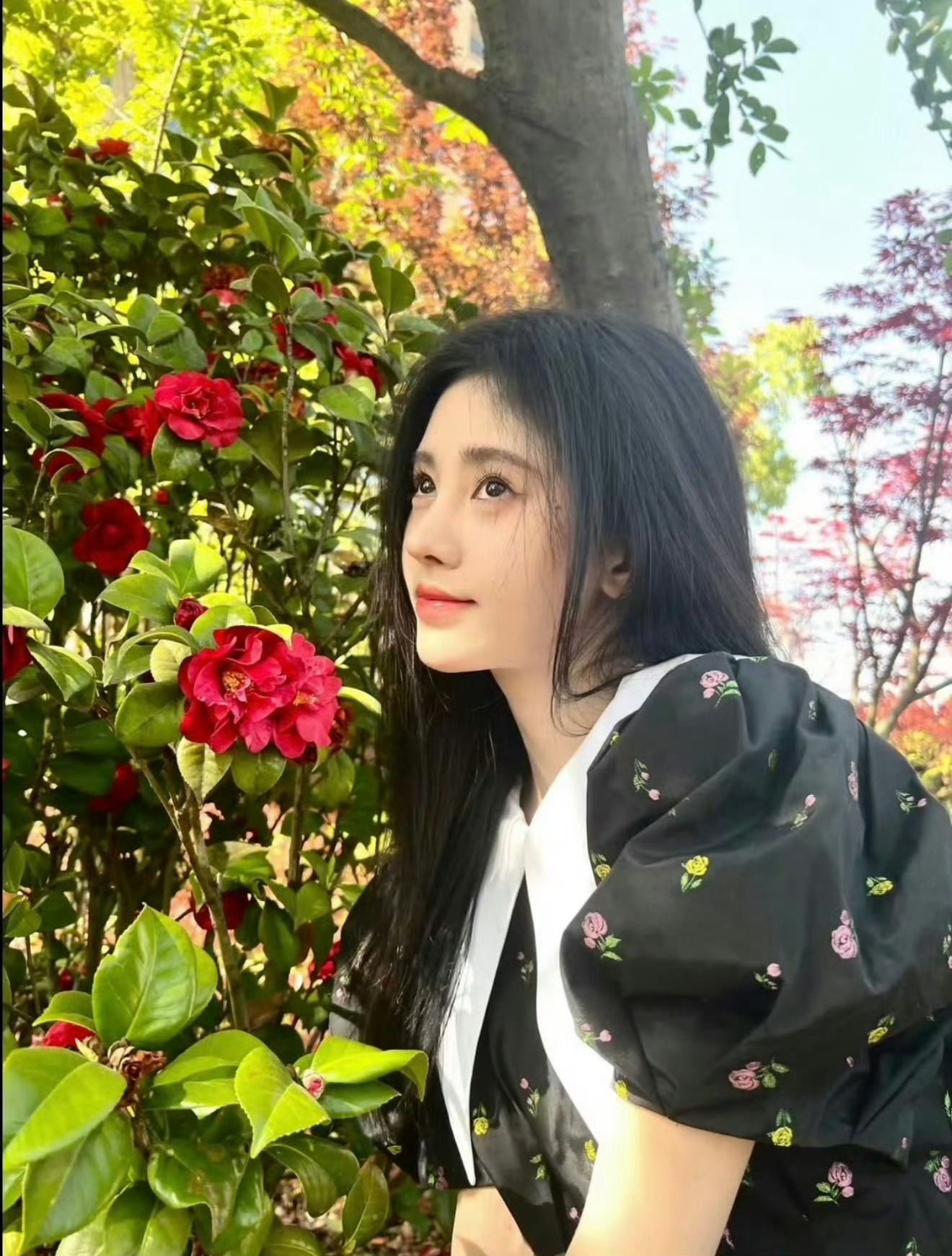 鞠婧祎张凌赫等明星花花氛围感合照合集