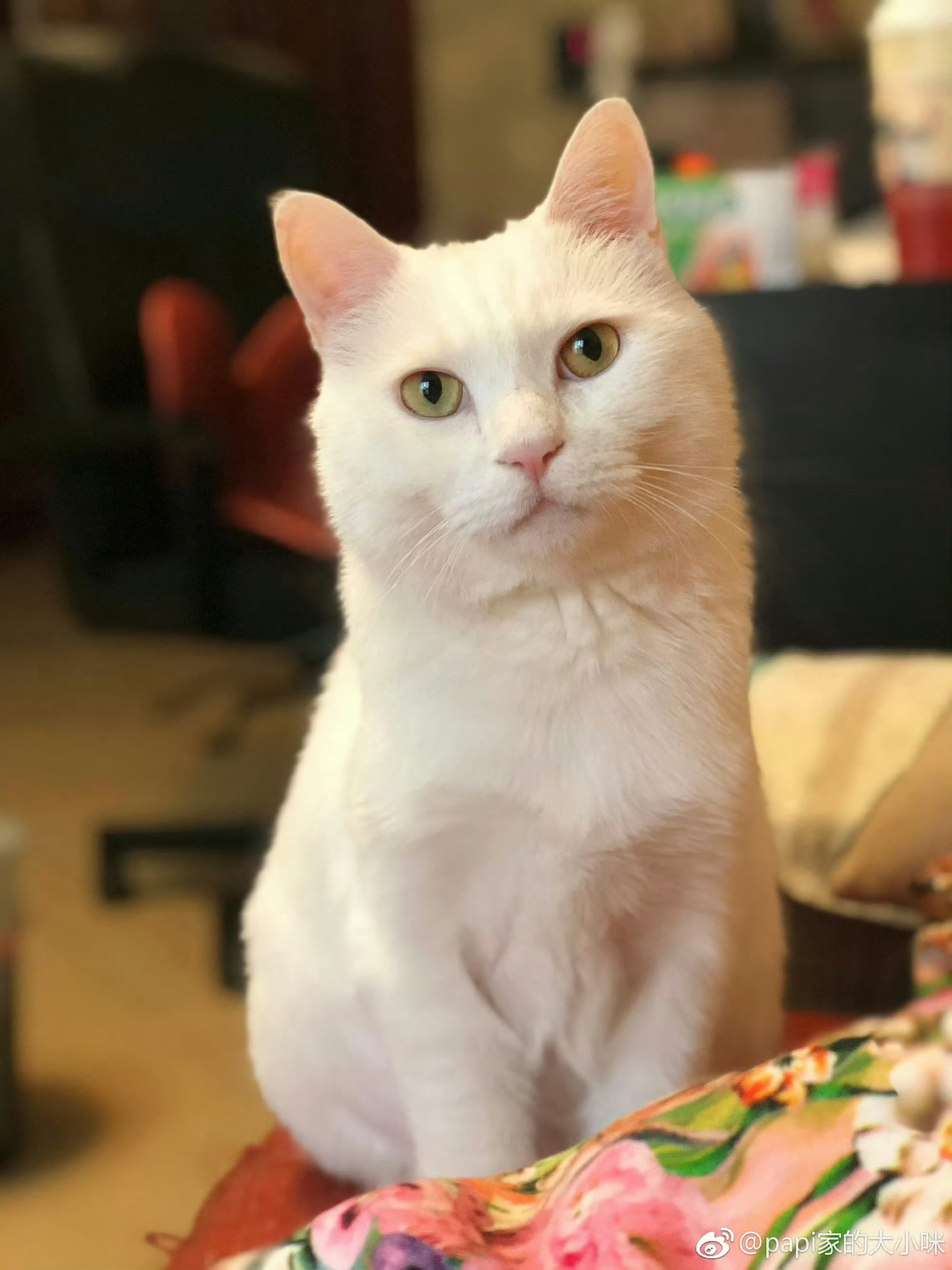 papi酱爱猫大咪回猫星，曾随视频出圈成表情包