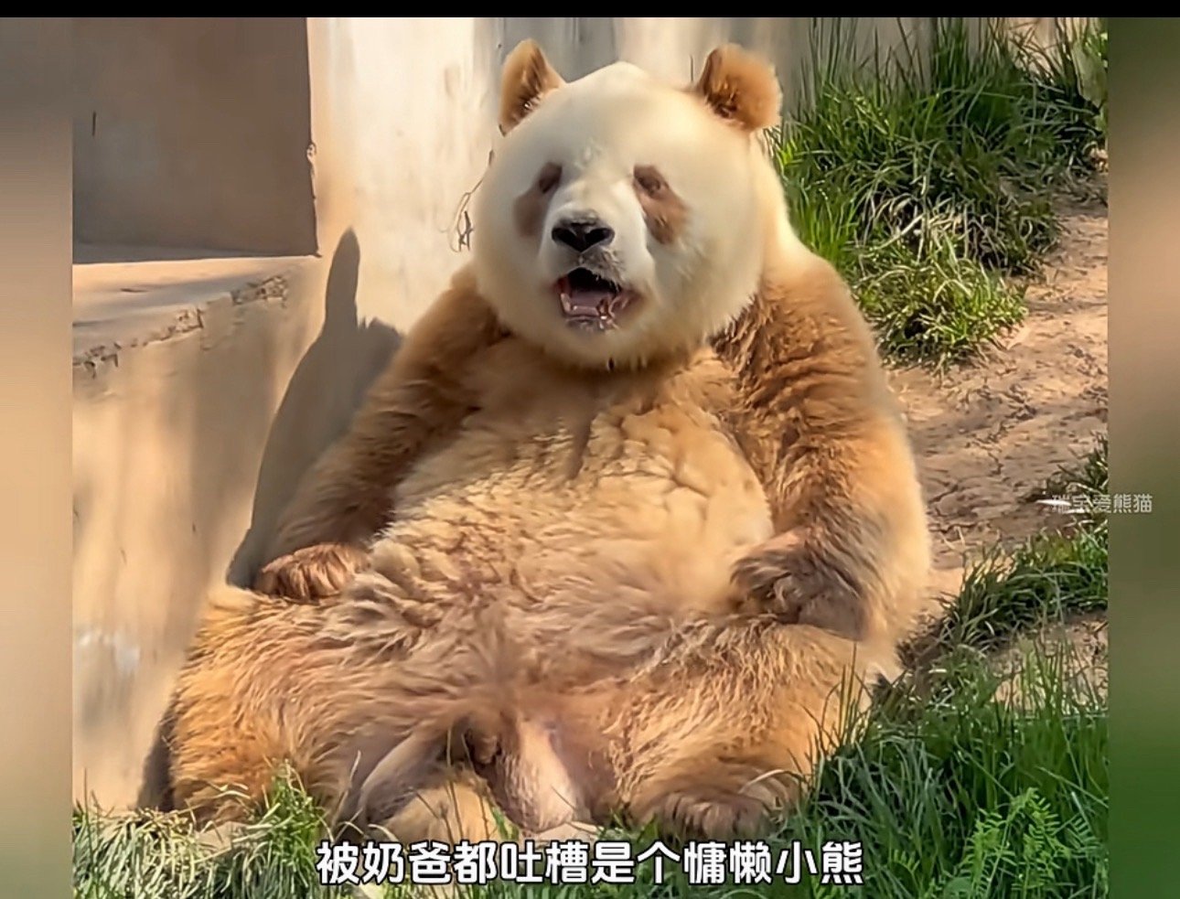 网友称对花花萌兰热情退却转粉七仔