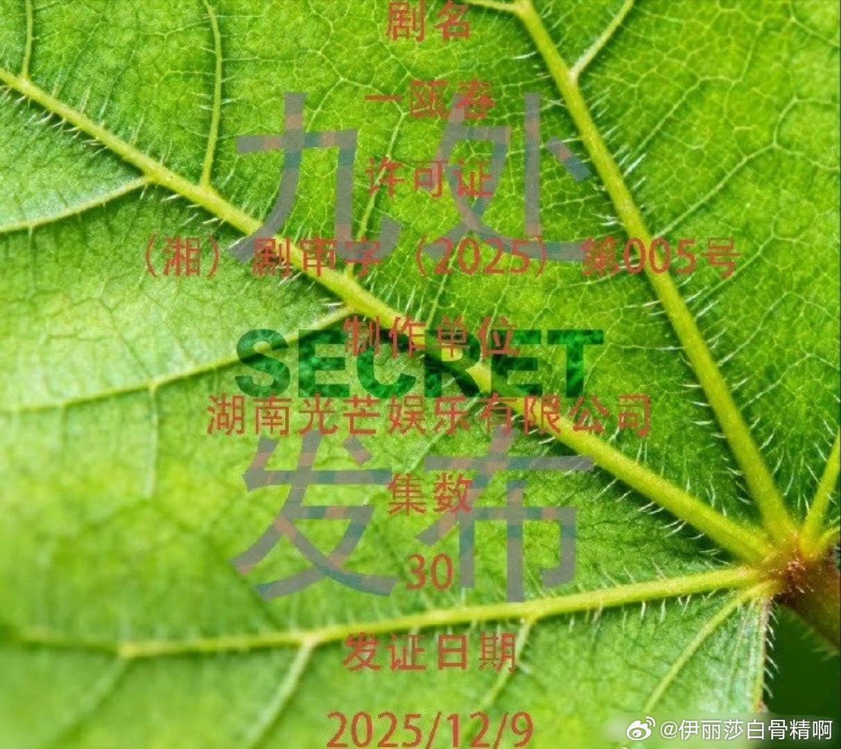 许凯周也主演《一瓯春》过审获发行许可证