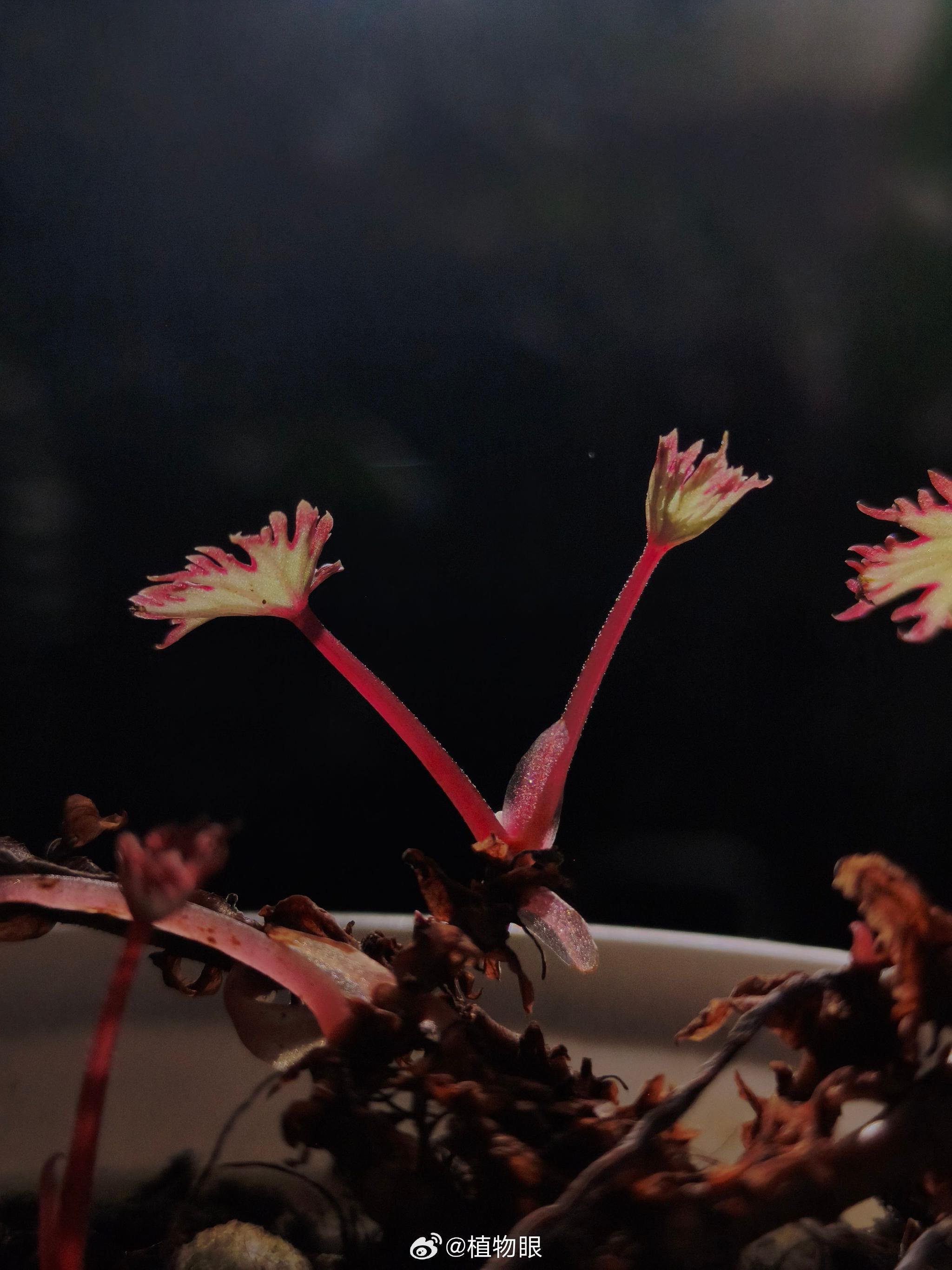 马达加斯加裂叶莱尔秋海棠亮相，雨林精灵可攀岩