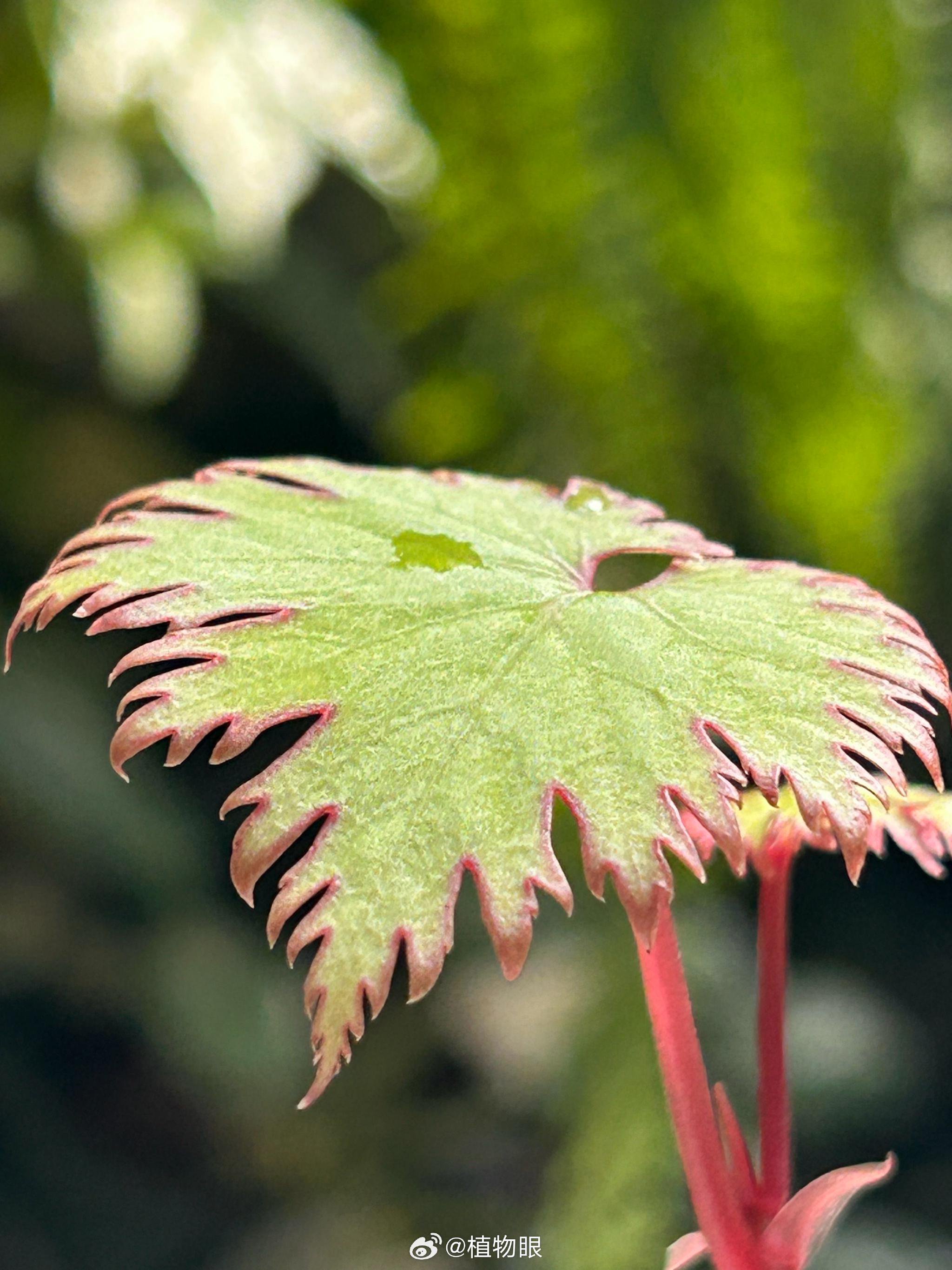 马达加斯加裂叶莱尔秋海棠亮相，丝绒质感红叶缘成亮点