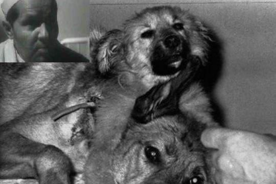 最残酷的实验：苏联制造20只双头狗，两个狗头各自吃喝活了29天