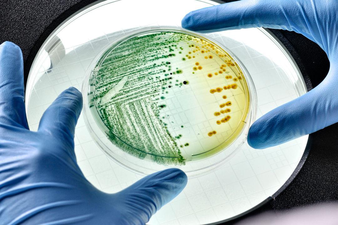 DNA数据存储技术再升级，科学家们对活细菌编程，用其作为介质