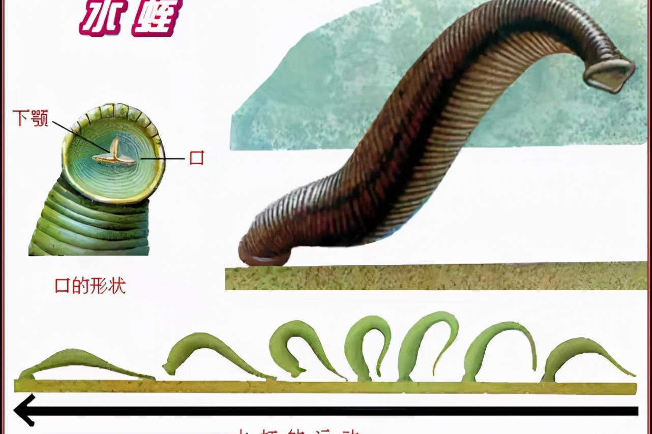 云南男孩鼻腔取出蚂蟥 蚂蟥钻进人体会怎样