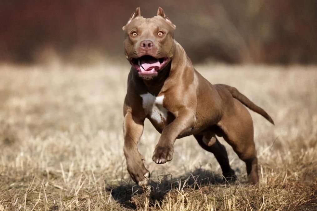 恐怖的海浪:1300年一遇!“疯狗浪”究竟怎么产生...