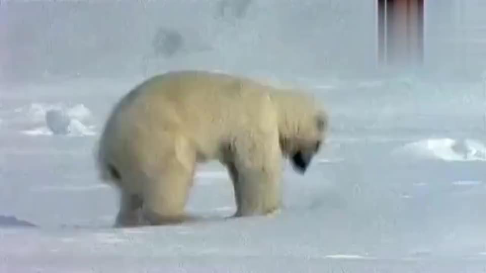 北极熊用最厉害的铁头功，海豹冰下偷笑：你把头撞破都没用