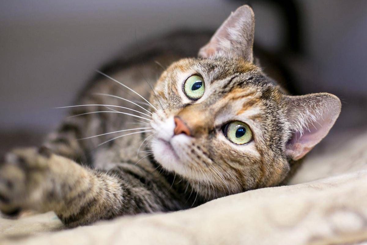 靠谱的猫罐头怎么选?五款热门猫罐头对比分析带你掌握选罐技巧 靠谱的猫罐头怎么选?五款热门猫罐头对比分析带你掌握选罐技巧