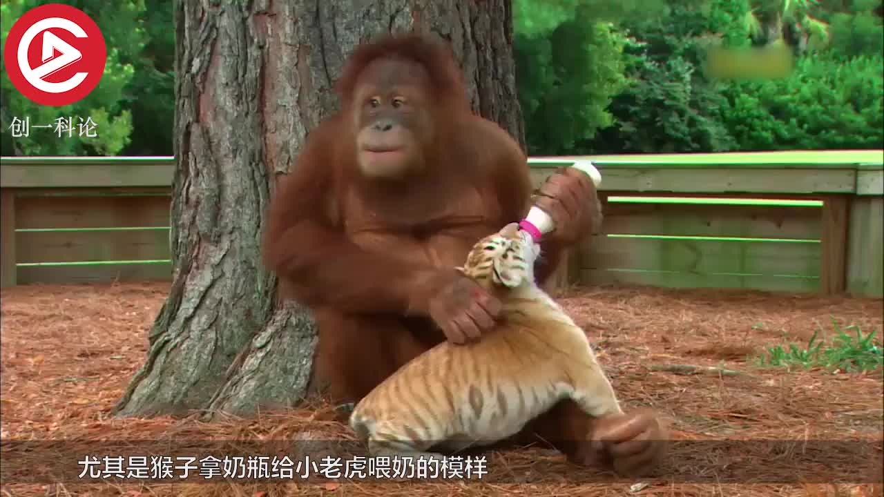 猴子成了小老虎的奶妈,亲自给小老虎喂奶,饲养员看了