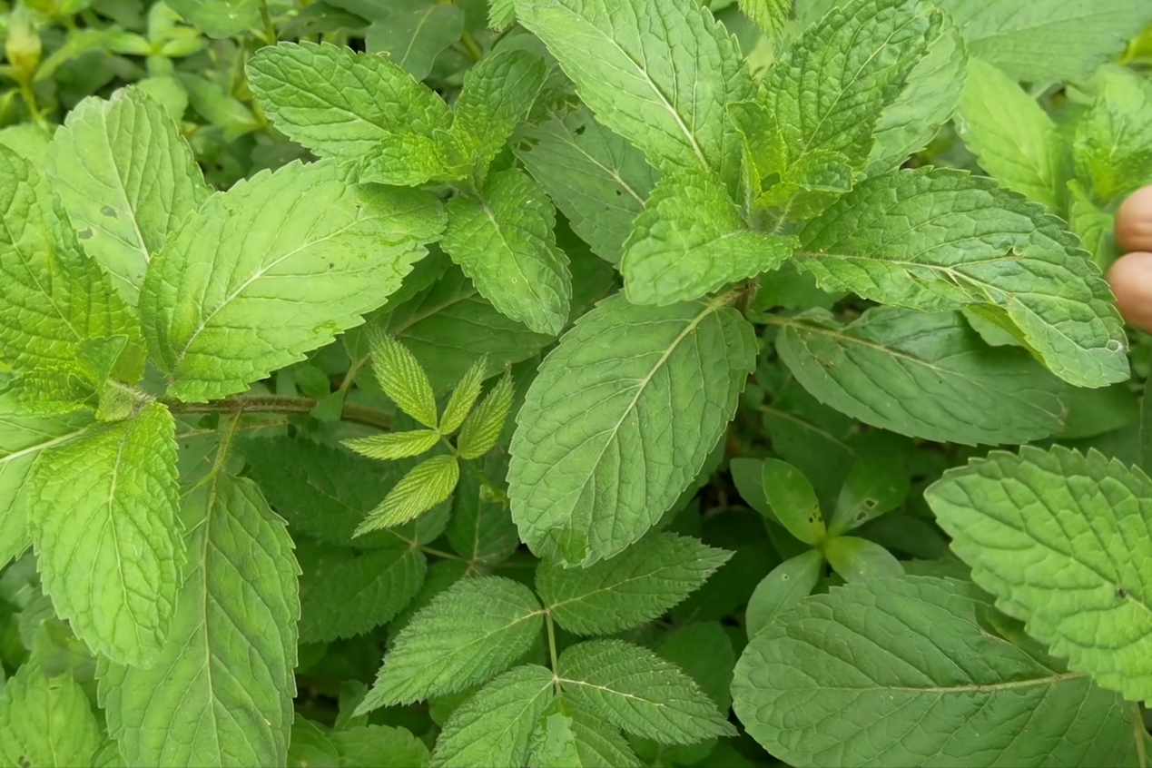 为什么口香糖、牙膏都是薄荷味?...