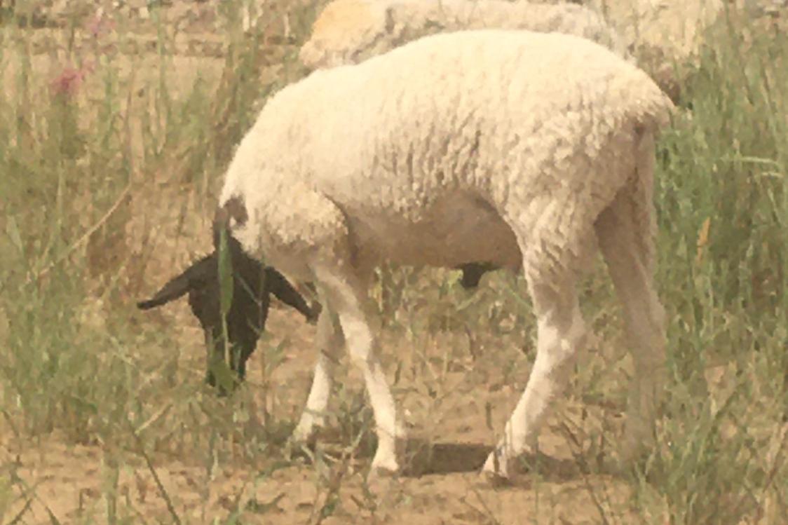 乌拉盖牧民利用羊同期发情技术，提高养羊效益