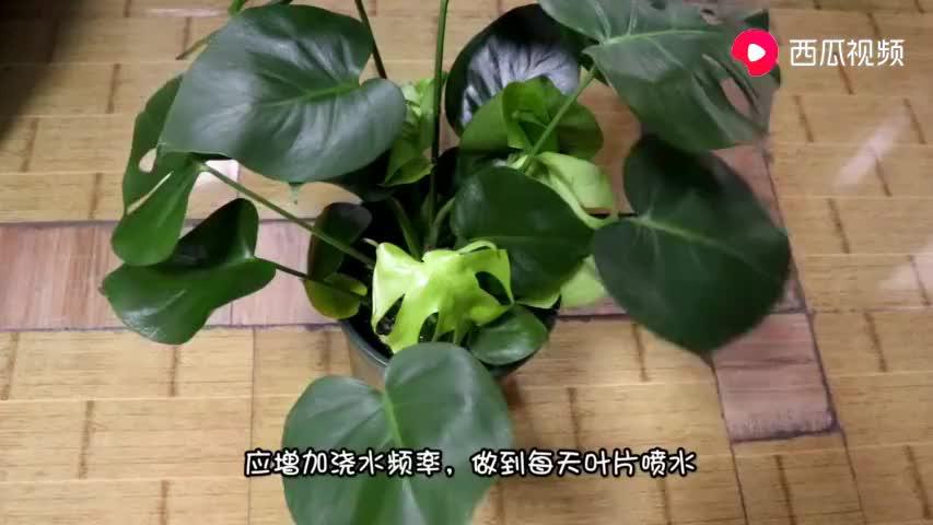 龟背竹怎么修剪视频教程 a090-keyancw6806047.jpg