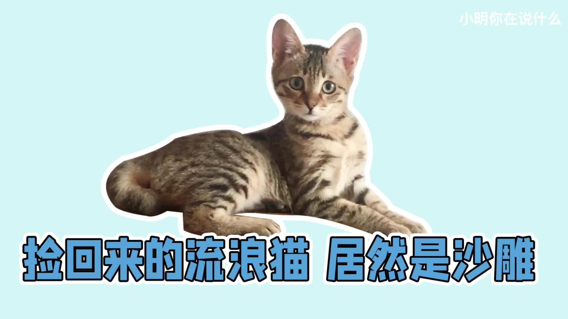 捡到一只流浪猫 养了一个月发现是一只精神小伙