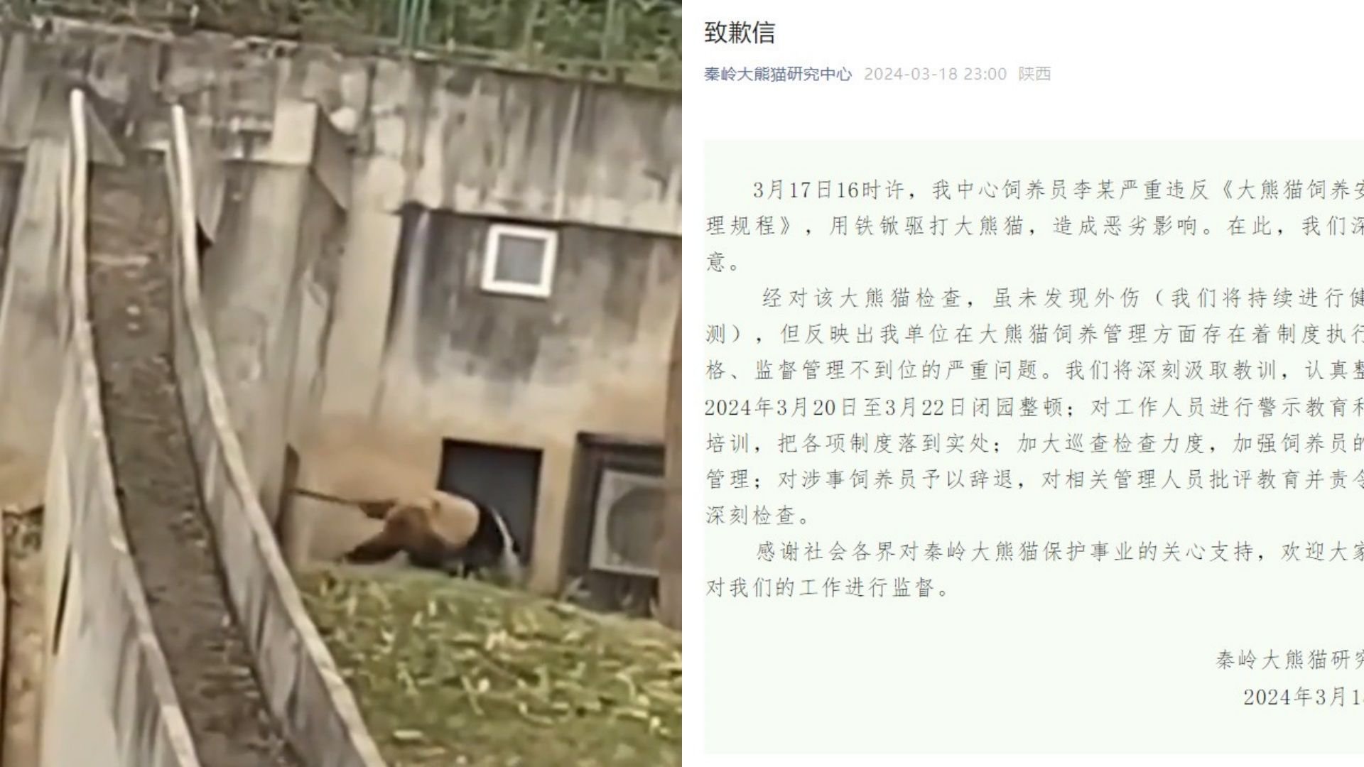 饲养员铁锨驱打大熊猫