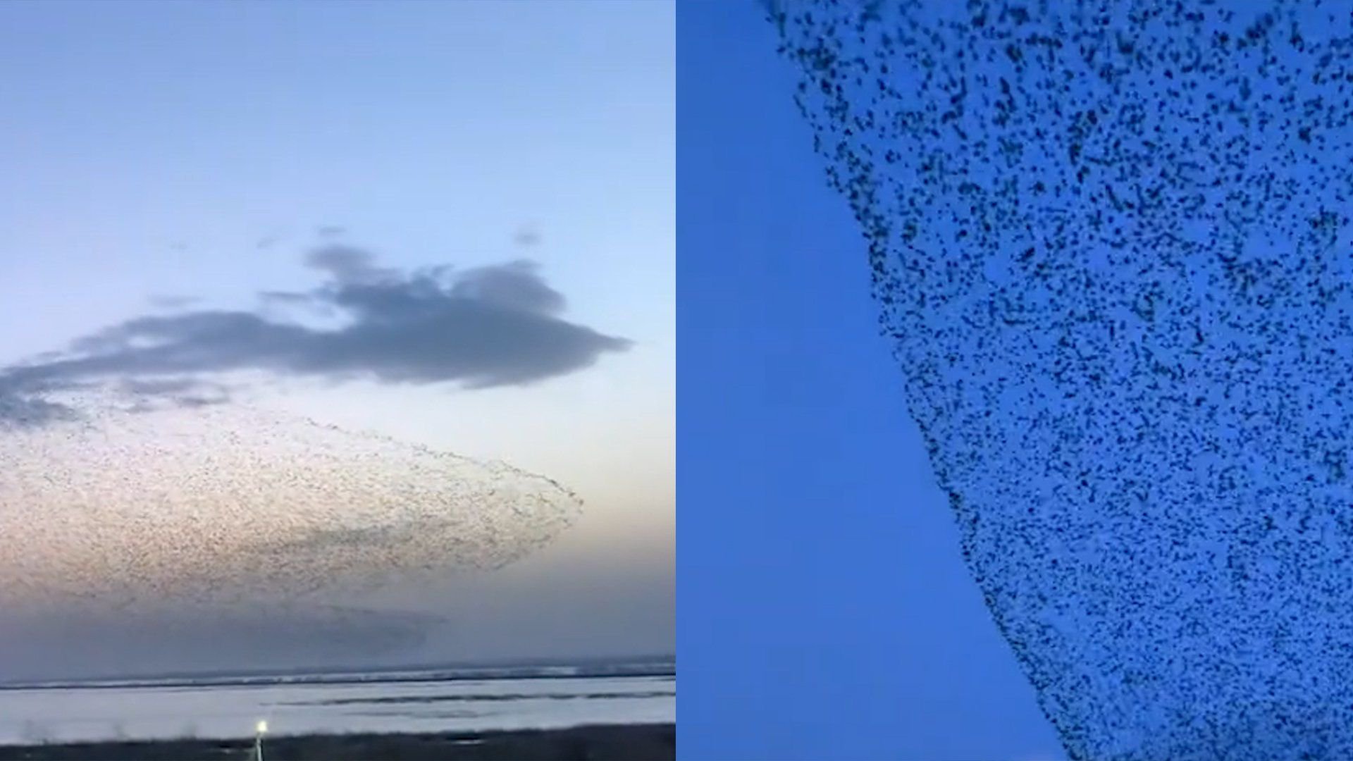 辽宁天空现“鸟浪”奇观