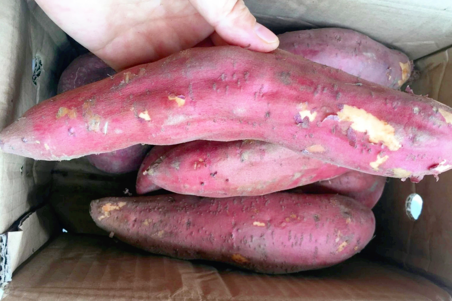 秋冬保存红薯很简单，用了十几年的方法，不变质不发芽，越放越甜
