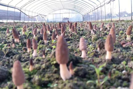 夏季“美腿杀手”静脉曲张该如何预防和治疗？听听御方堂在中医专家怎么说