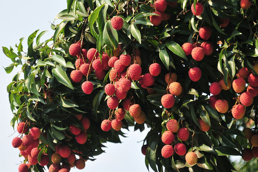 沙头小巷子再现：一座城市记忆的回归与商业化的较量