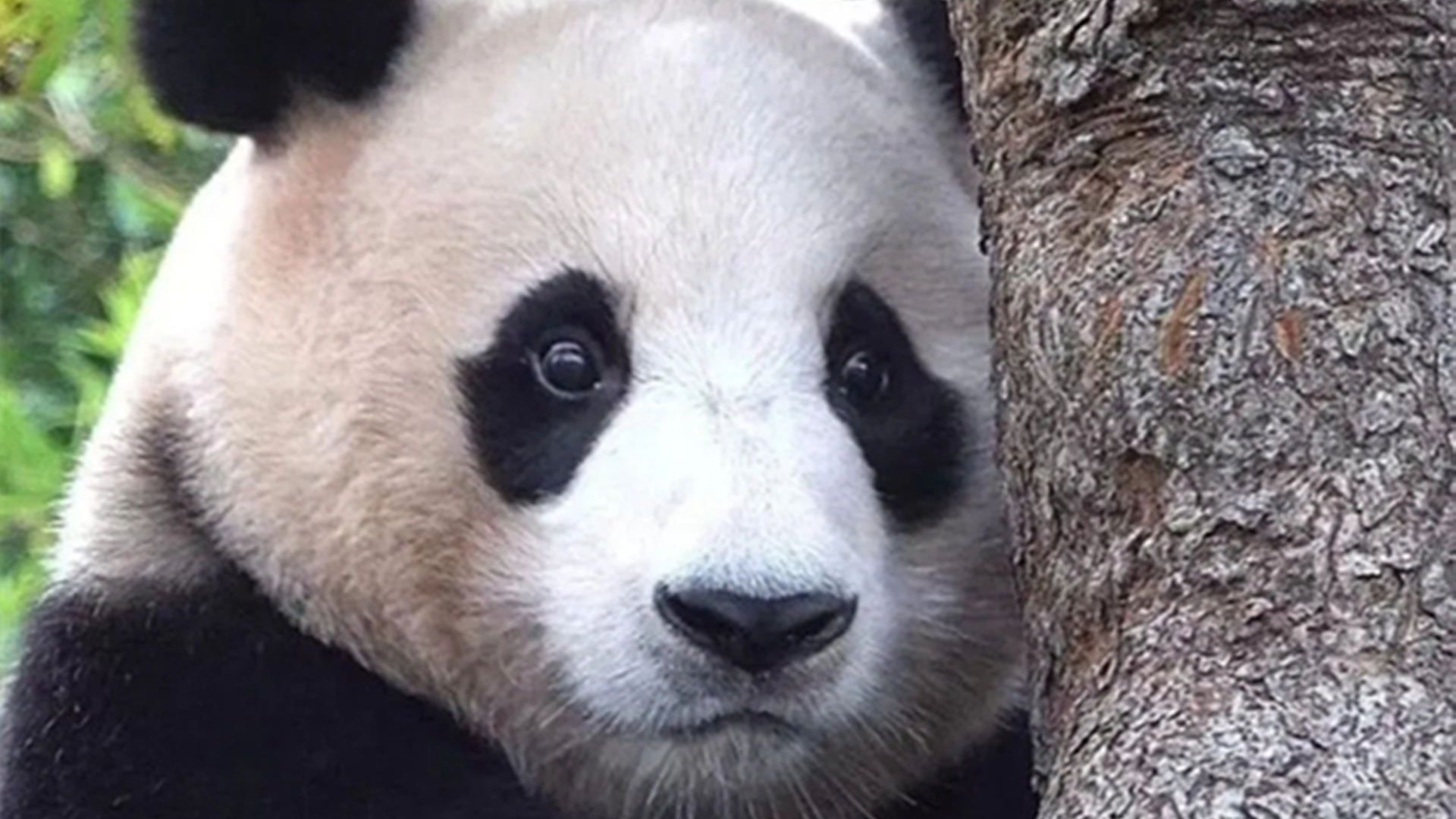 被网友声讨称在美国被虐待的大熊猫，终于要回家啦！美国孟菲斯动物园宣布归还丫丫和乐乐 | Redian News
