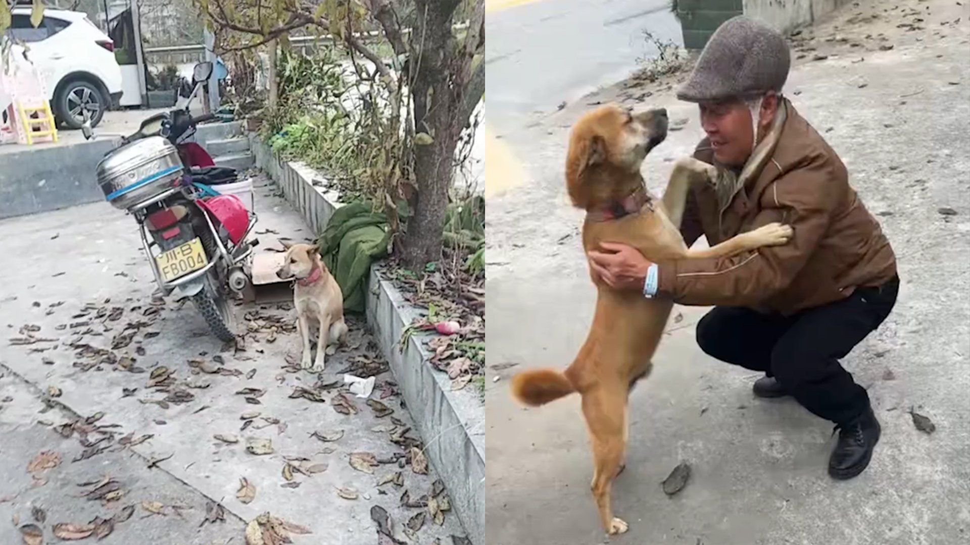 现实版的忠犬八公回家了！主人摔倒住院，狗狗在摩托车旁蹲守8天