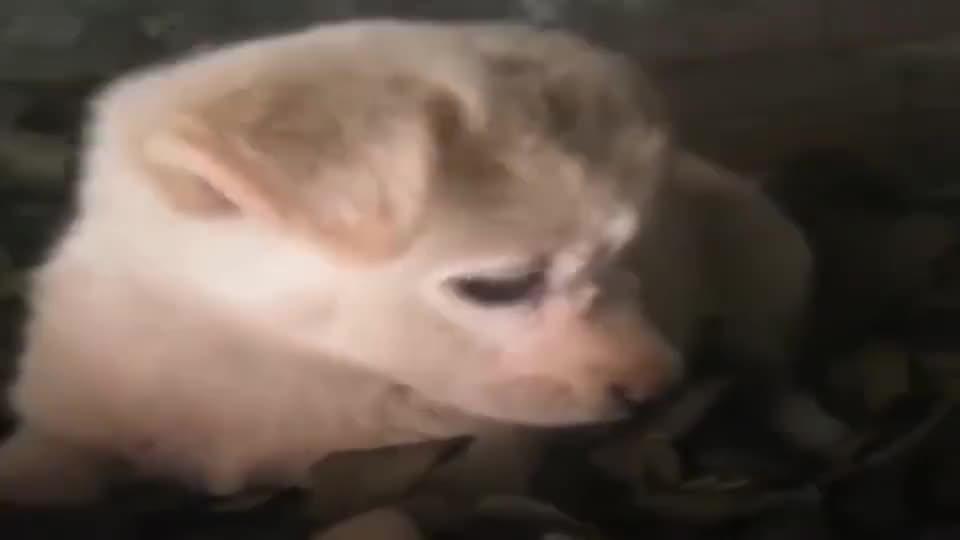捡回来的一只流浪狗,小家伙特别害怕人,可怜兮兮的样子让人心疼