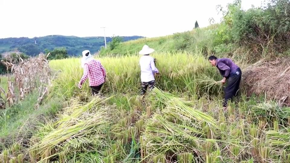 才知道稻谷是这样收割的,3个人不用收割机,2小时割完
