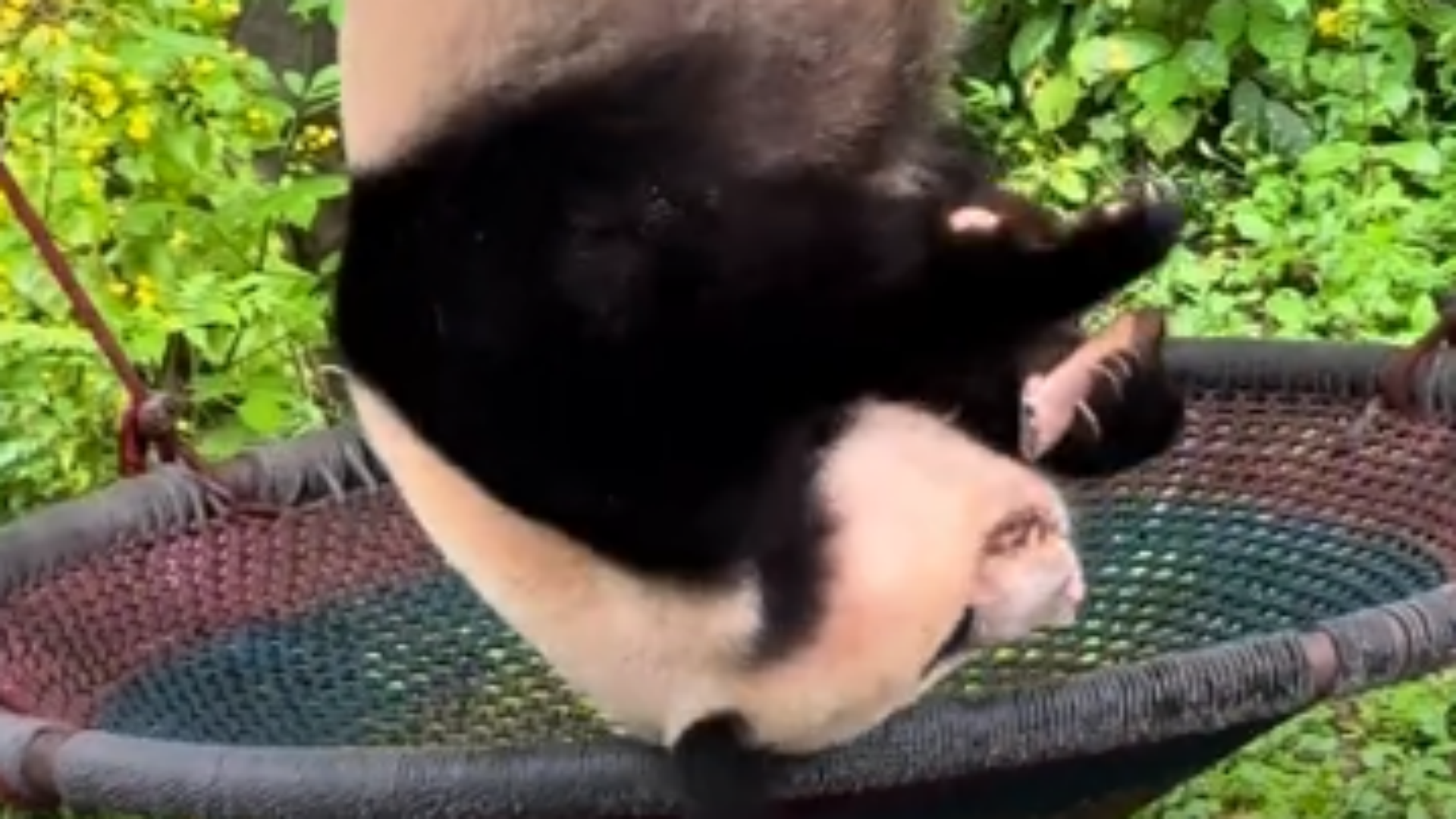 大熊猫丁丁干饭新姿势，玩起倒挂金钩，网友：原来这就是功夫熊猫