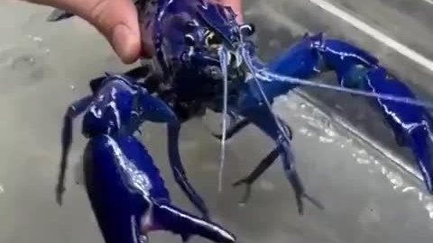 概率200万分之一！渔民捕获“阿凡达”版蓝色龙虾
