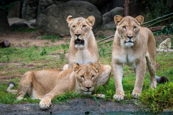 野生亚洲狮数量一度跌至2位数，人们做了什么才让它触底反弹？