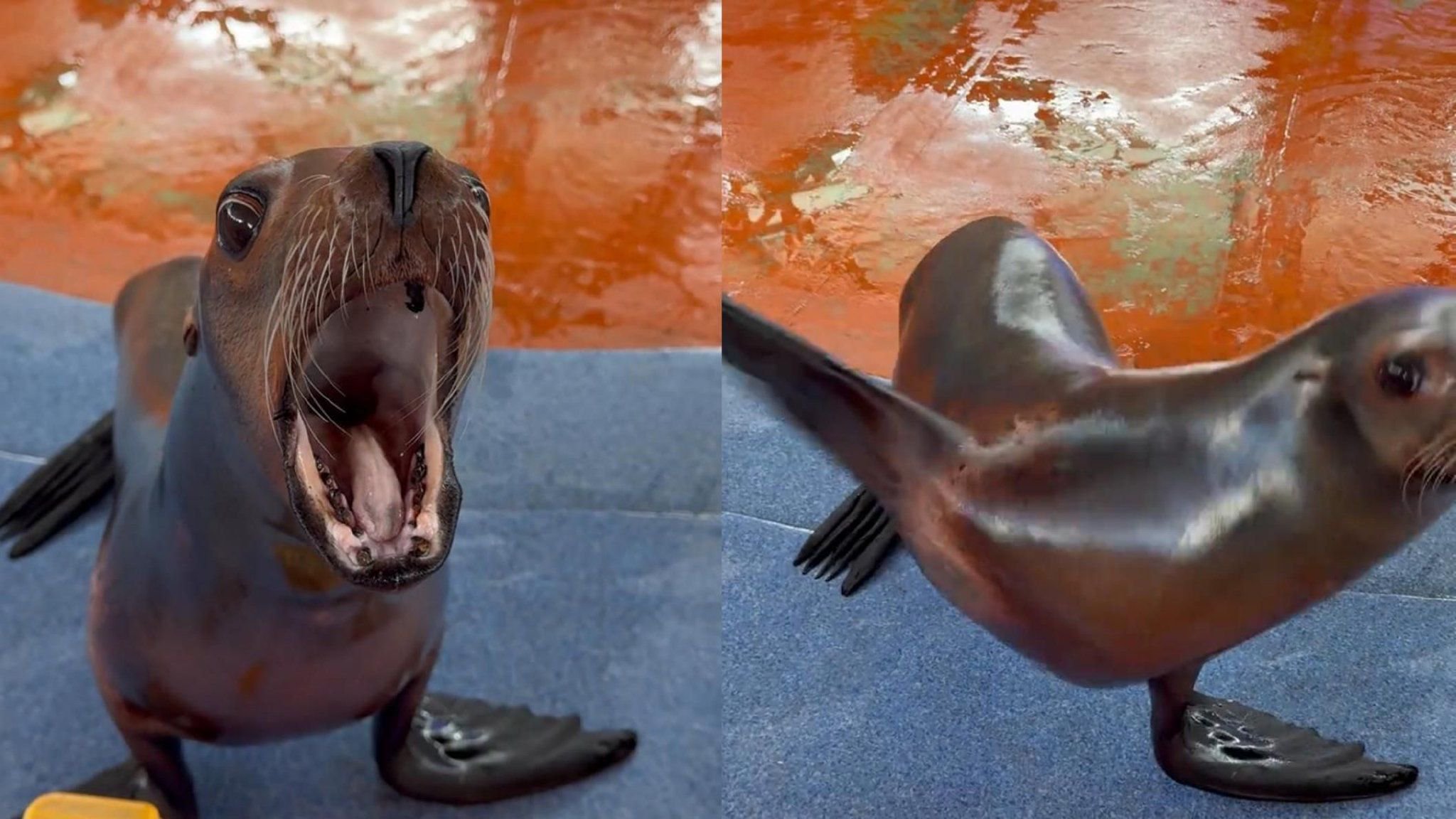 武汉一海狮因叫声动作魔性走红，被戏称“灵魂呐喊”