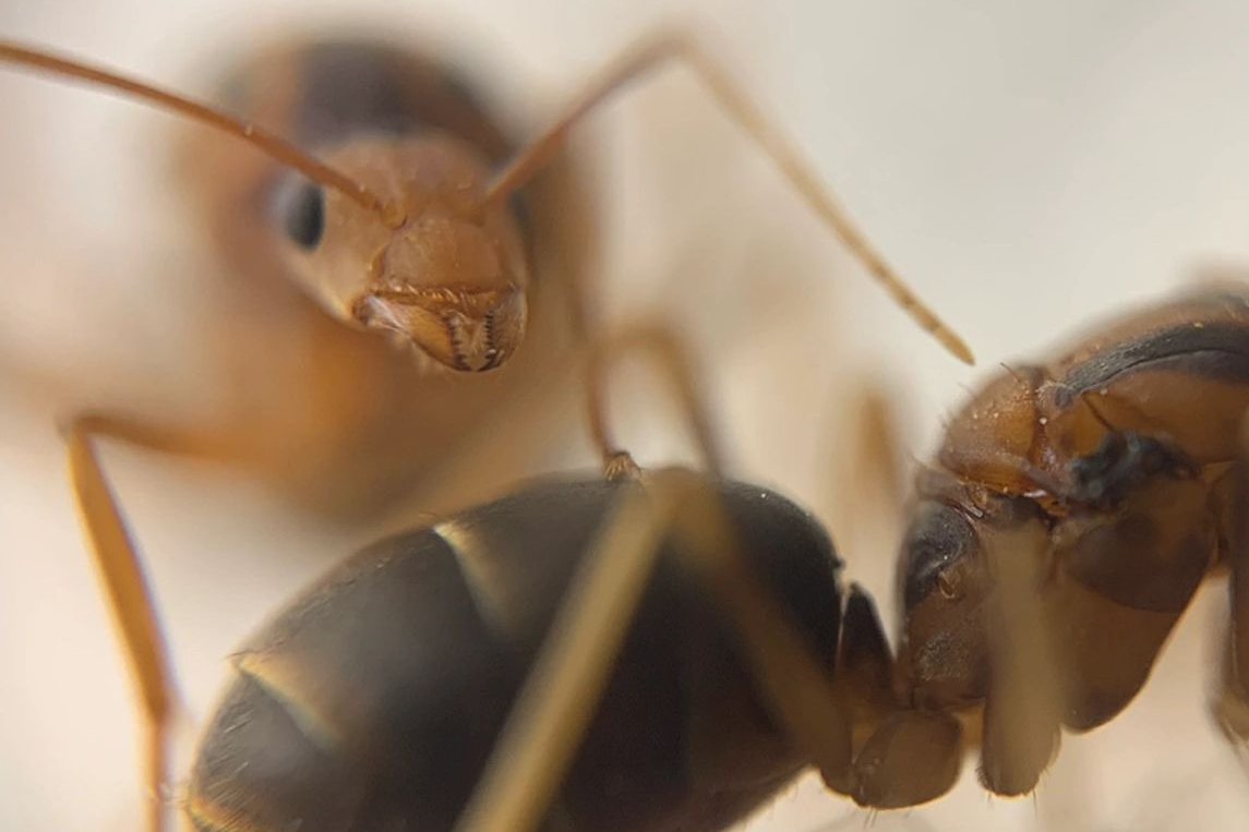 怎么消灭家里蚂蚁？掌握有效方法解决家中蚂蚁问题！