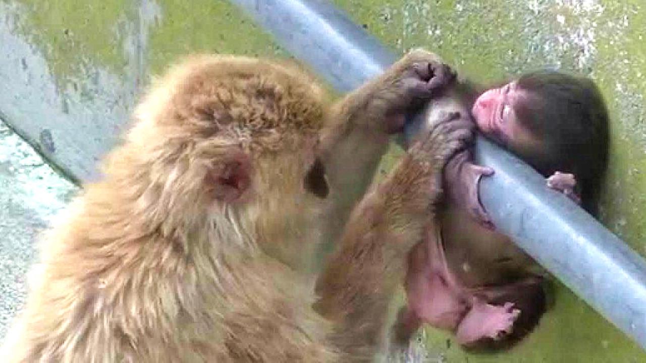 猴妈把又小又虚弱的猴子在地上倒拖,小猴子好恐惧,几乎吓晕