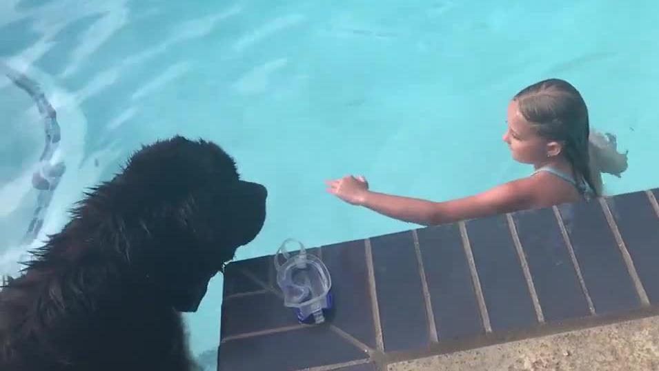 巨大的纽芬兰犬下水泳到女孩旁边 贴身大暖男保护女孩