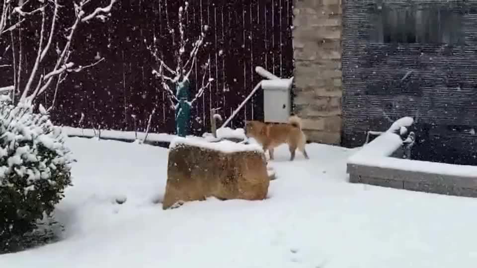 大雪天被主人骗出门的傻柴犬