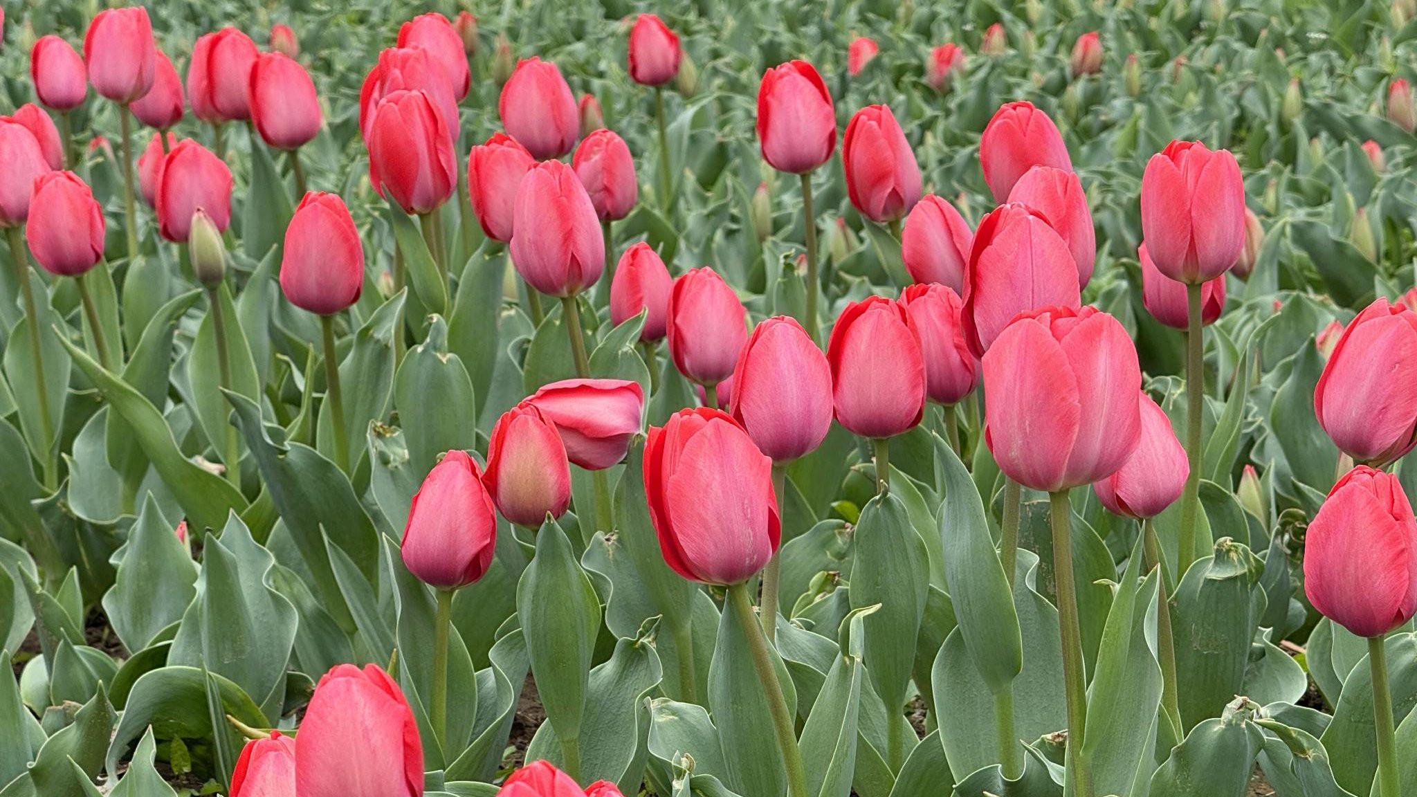 西安兴庆宫的春天：进入郁金香观赏期，20多万株郁金香将次第开放