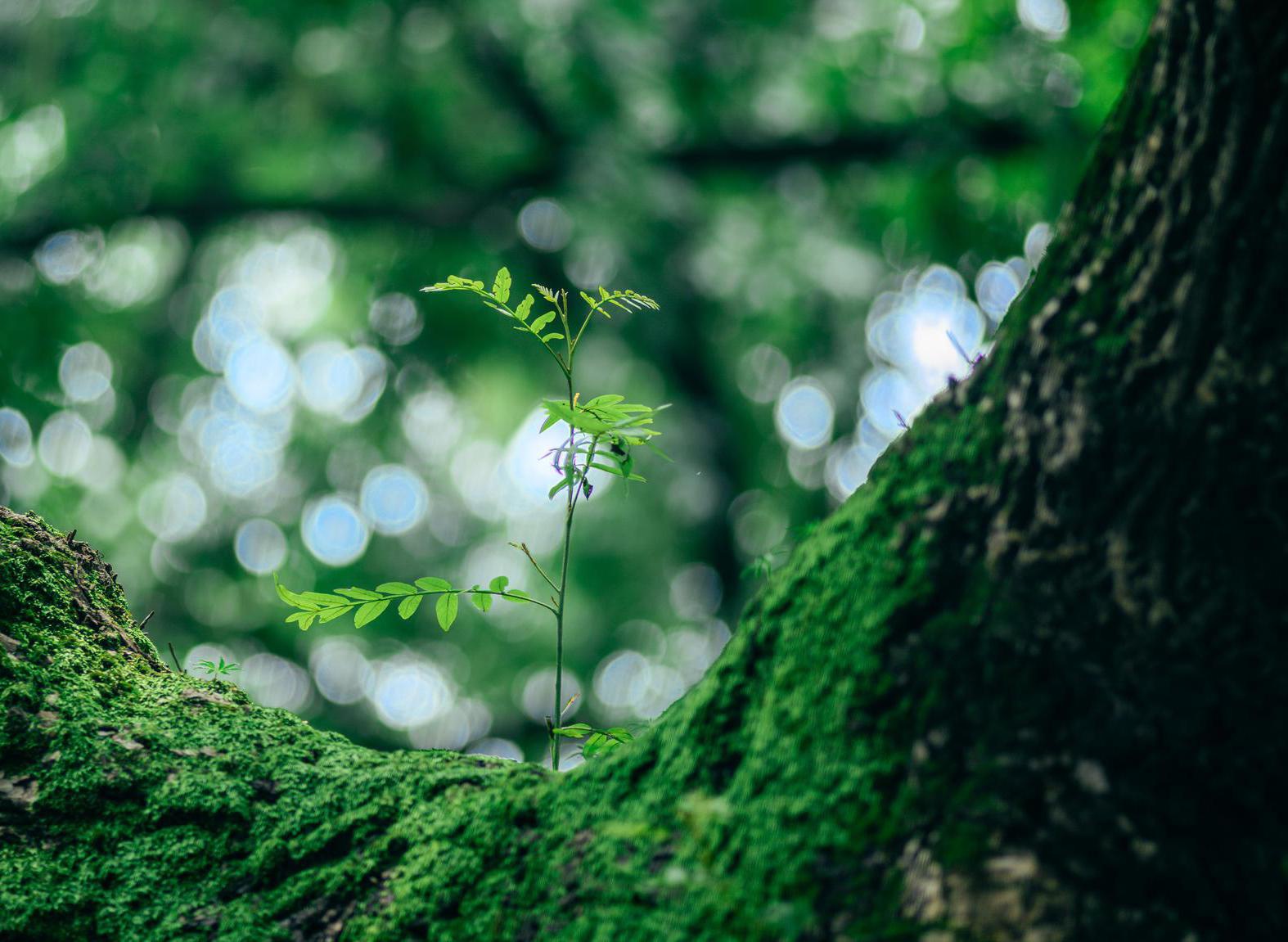 走进苔藓植物的小小世界~