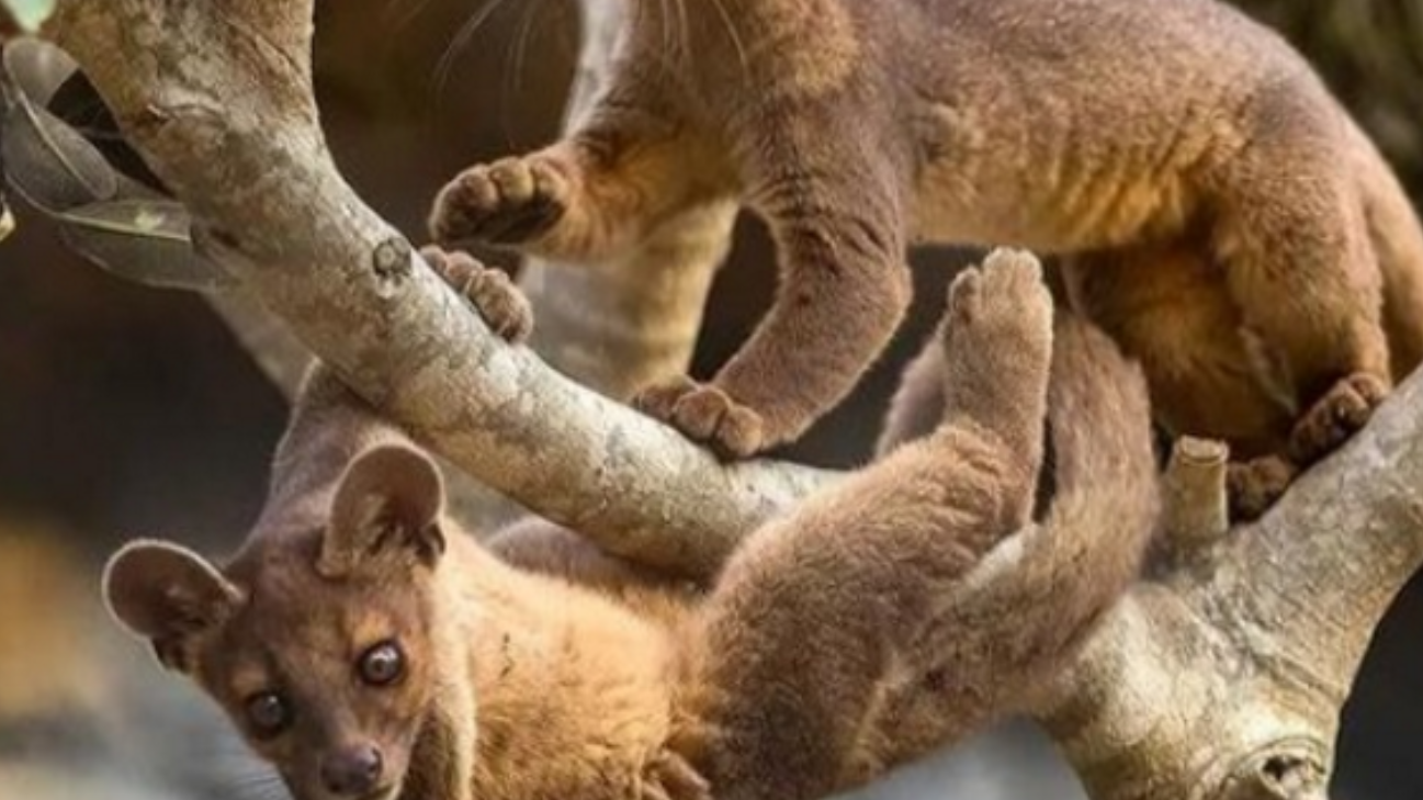 哪个牌子的外语翻译机好用?适合带客户参观时即兴介绍吗?