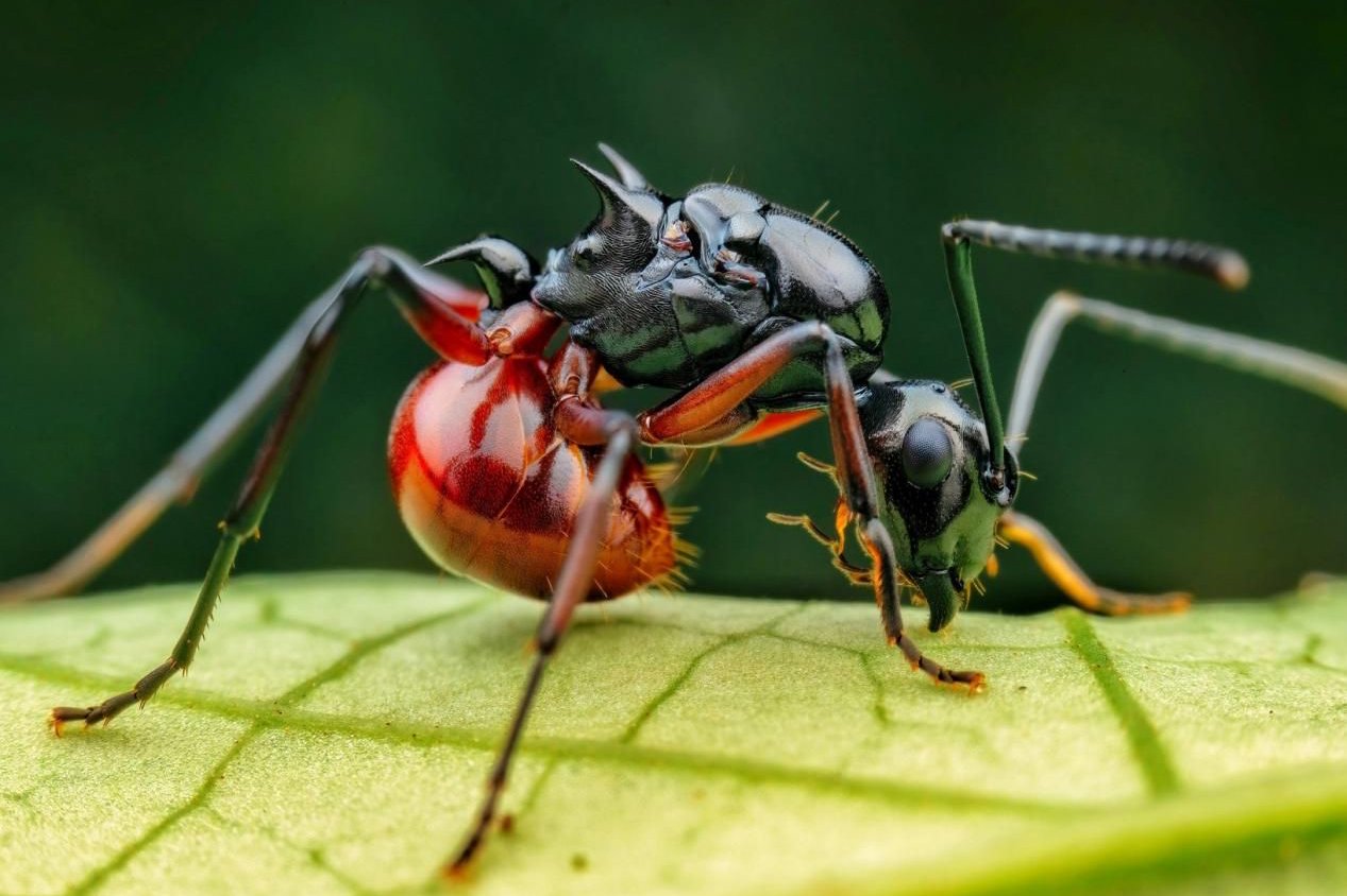 怎么灭蚂蚁最有效的方法，让你轻松摆脱蚂蚁侵扰！