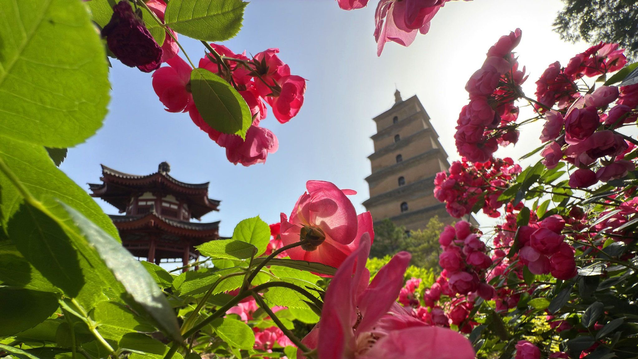 西安大慈恩寺里大雁塔下月季盛开，亭台古塔添浪漫色彩